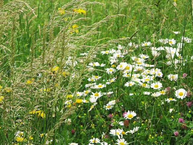 Beskid