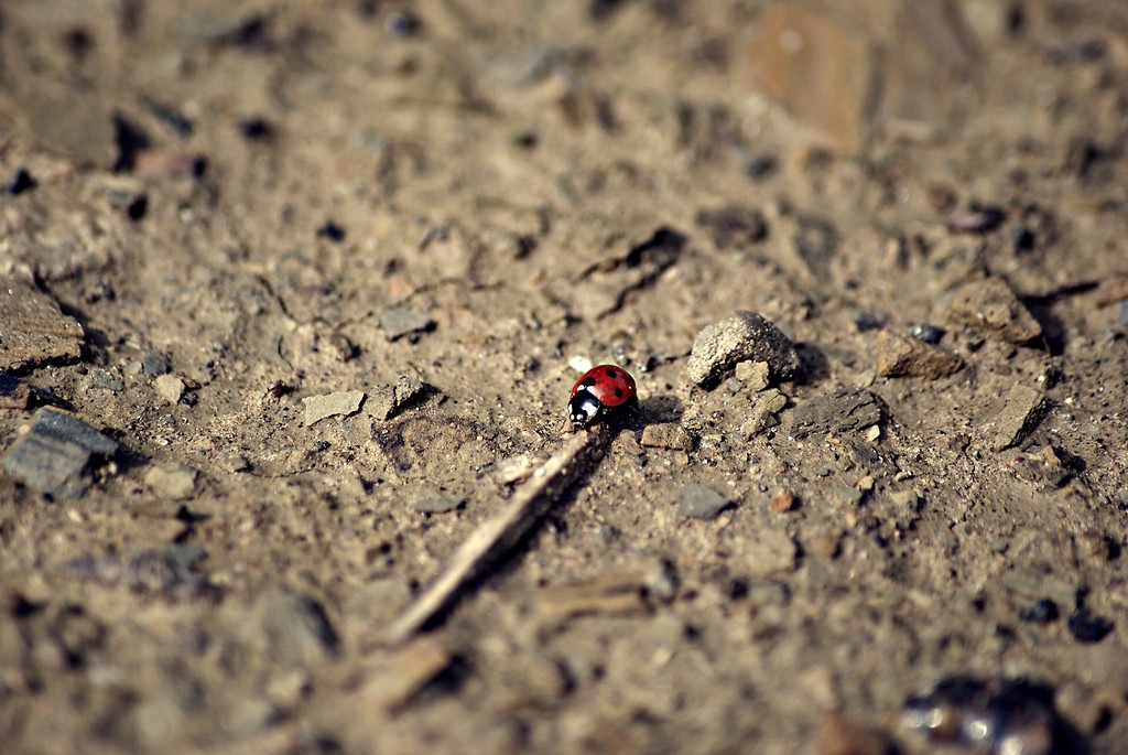 The ladybird