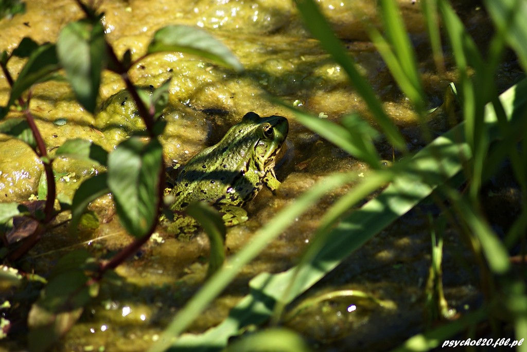 The frog