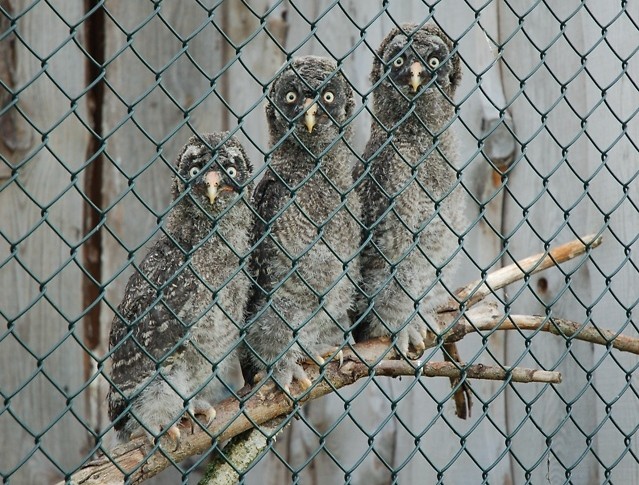 Strix nebulosa