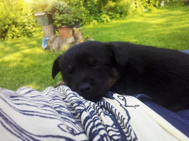 Azaa ! 