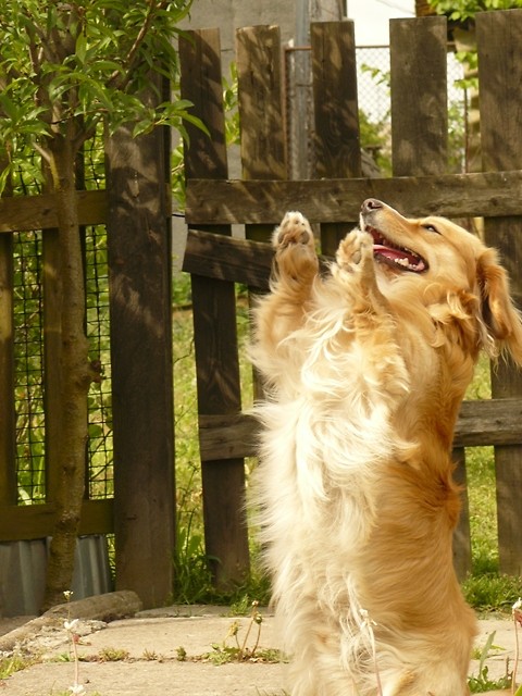 Charlie