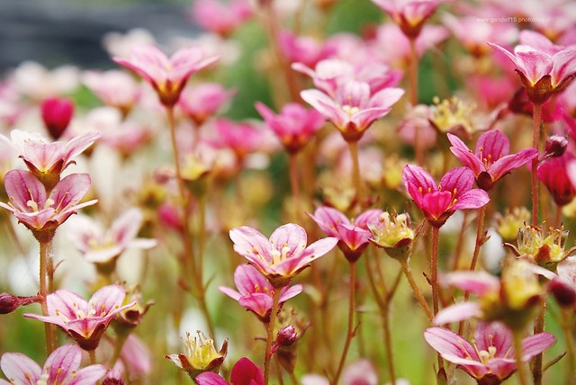 685. Flower CXX