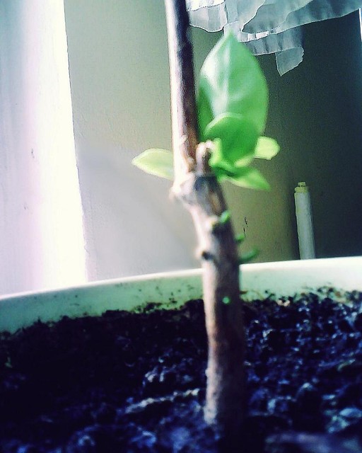 ;*  Ich Liebe Meine Zitronen  :D