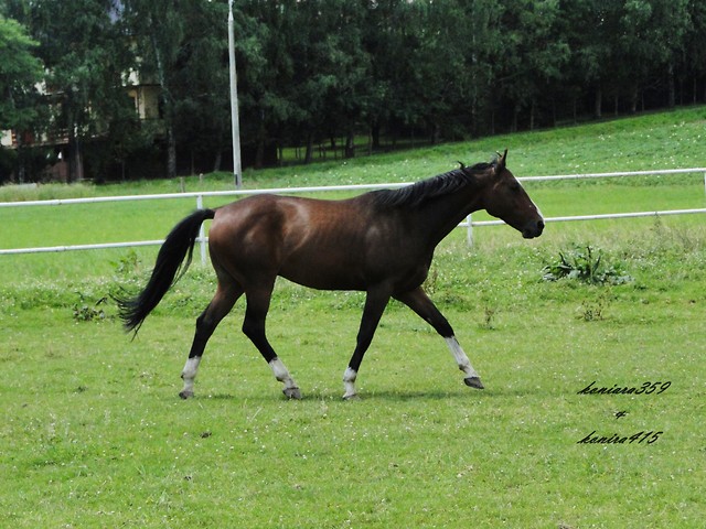 Donek ^^