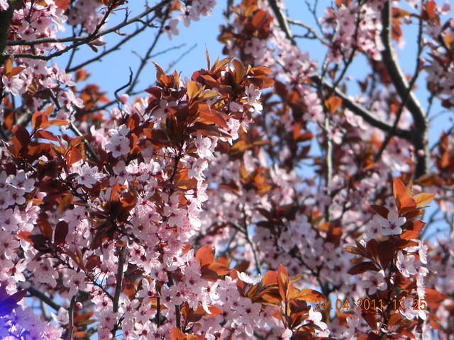 Sakura - japoskie drzewo wini