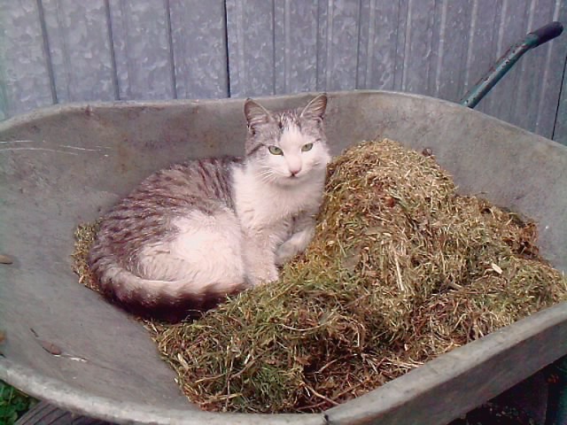 Kot