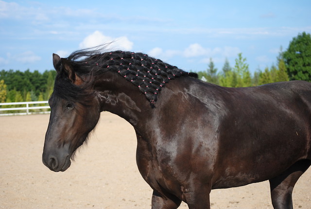 Xanthippe