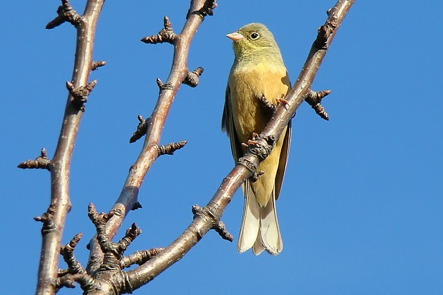 Ortolan