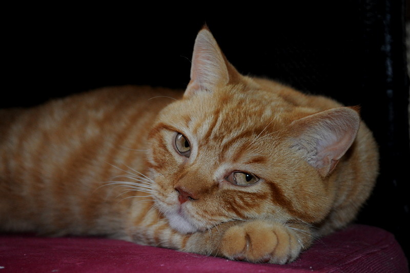 ` Benczi.