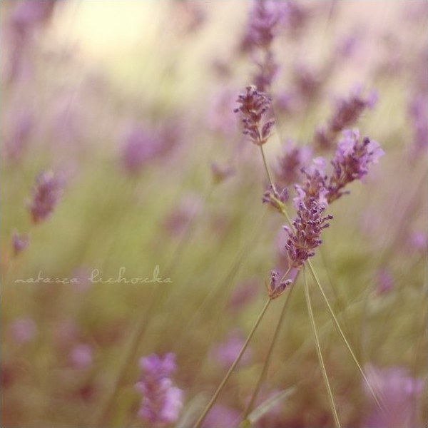 lavender II