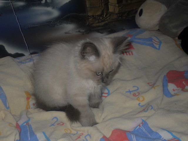 93.Brak fot;]
