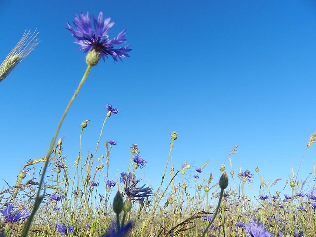 aa