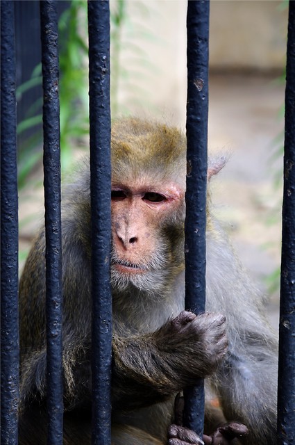 kolejne z zoo