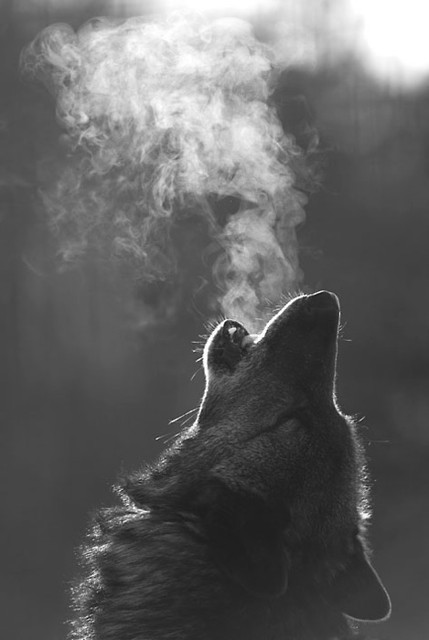 wild
