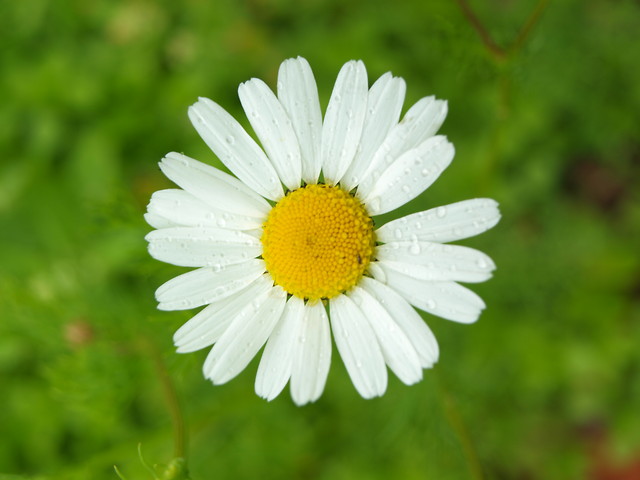 Stokrotka