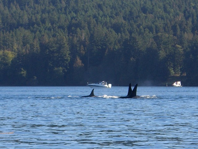 Orcas