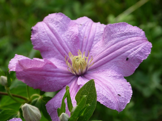 Clematis-mini