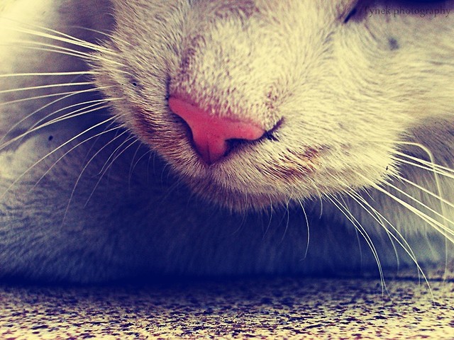 Rudolf :*:*:*