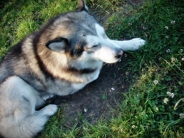 Rocky :D