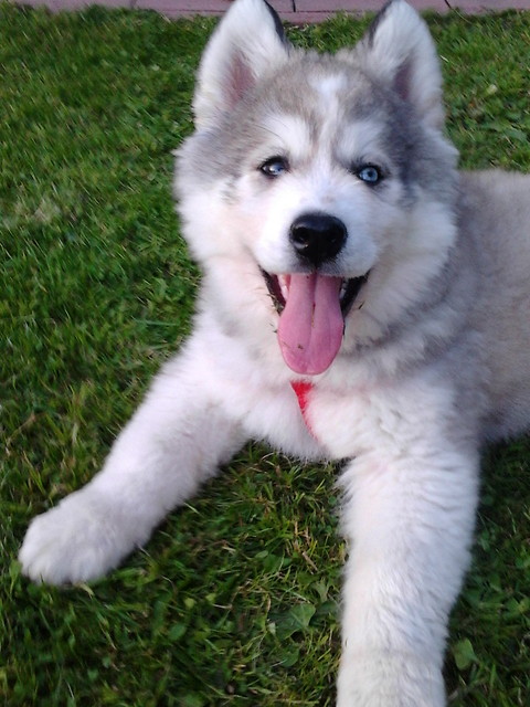 Hasu:)