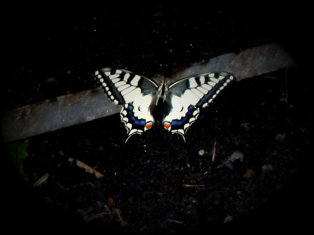 pikny motyl...