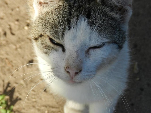 Mrau!