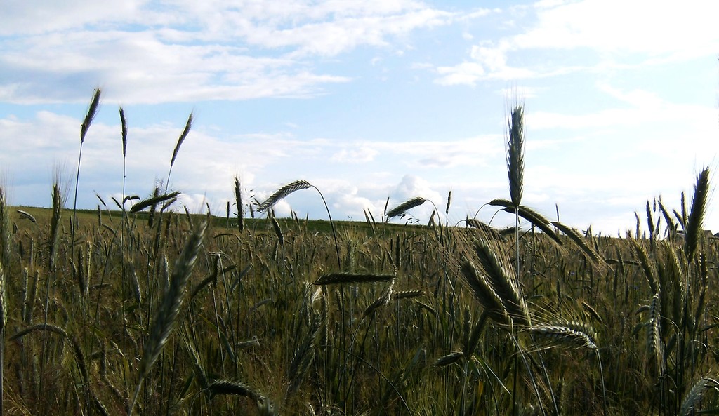 niedziela.