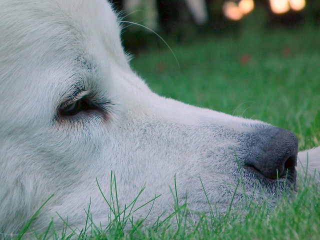 Cesar :)