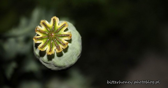 Wspomnienia...