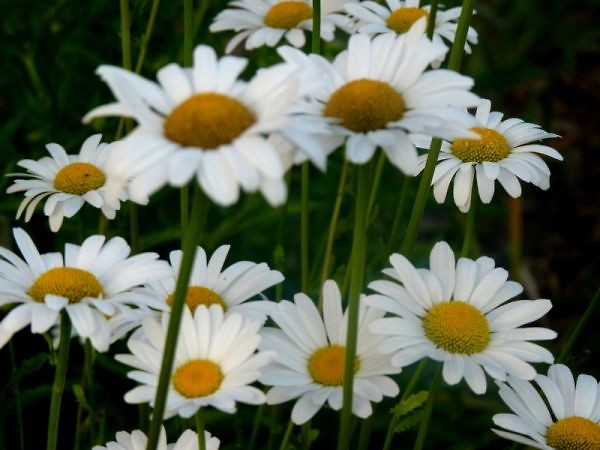 some white flowers