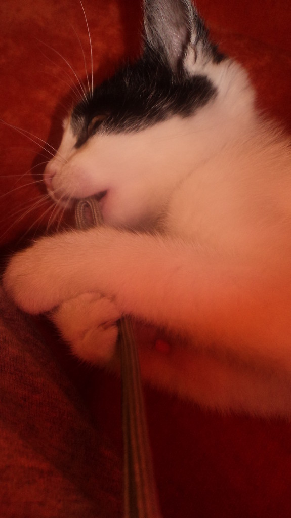 cudowna atka
