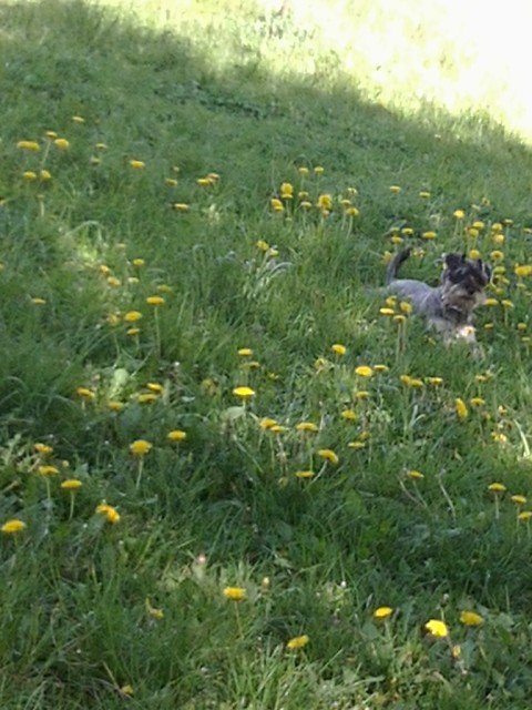 Majli . ; *