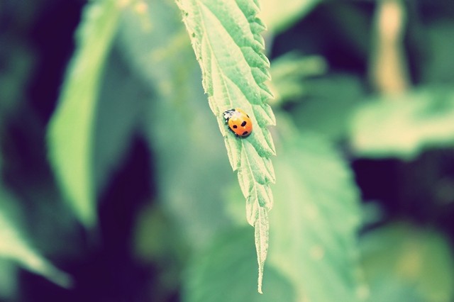 Biedka ;p