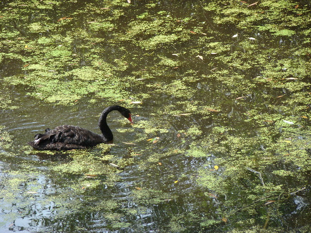 black swan