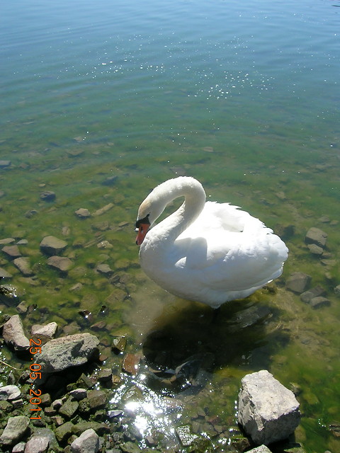 25.05.11. White Swan
