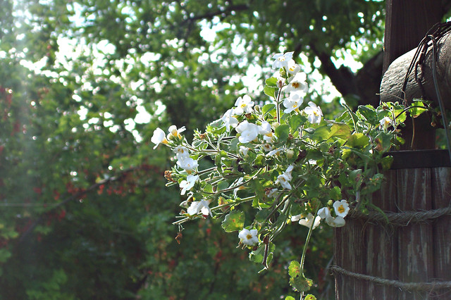 Beautiful garden