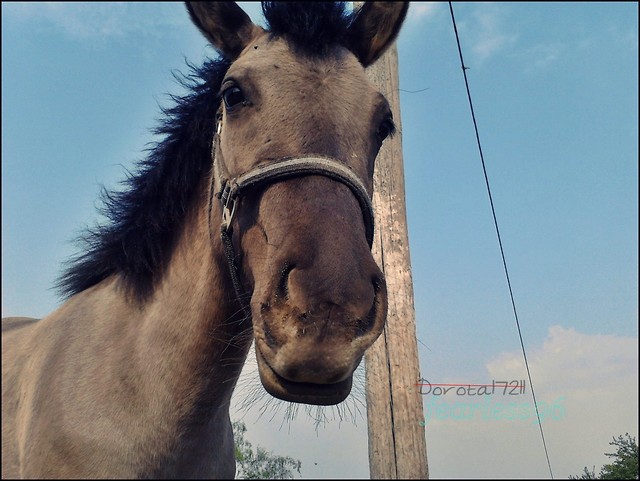 Mela ♥