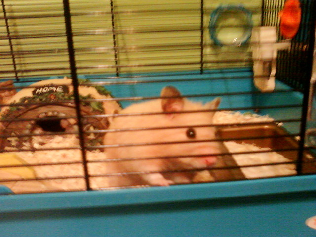 RATATUJA