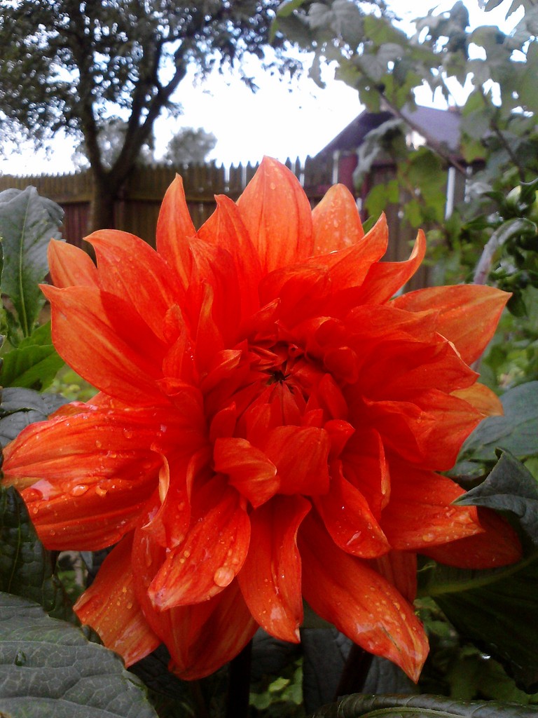 flooower