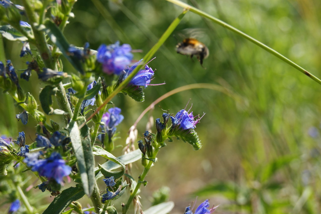 Bee. 
