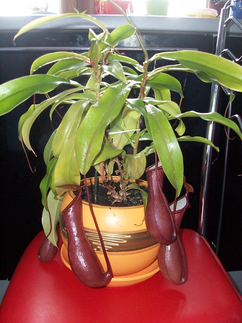 Nepenthes 
