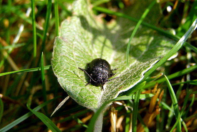 uk