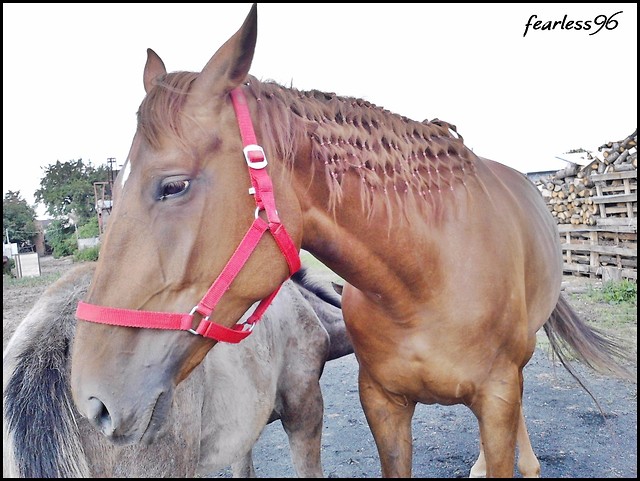 Hita & Harfa ♥