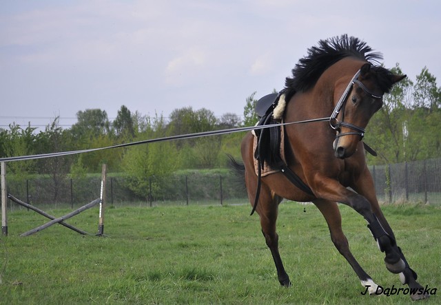 kobyltko.< 3
