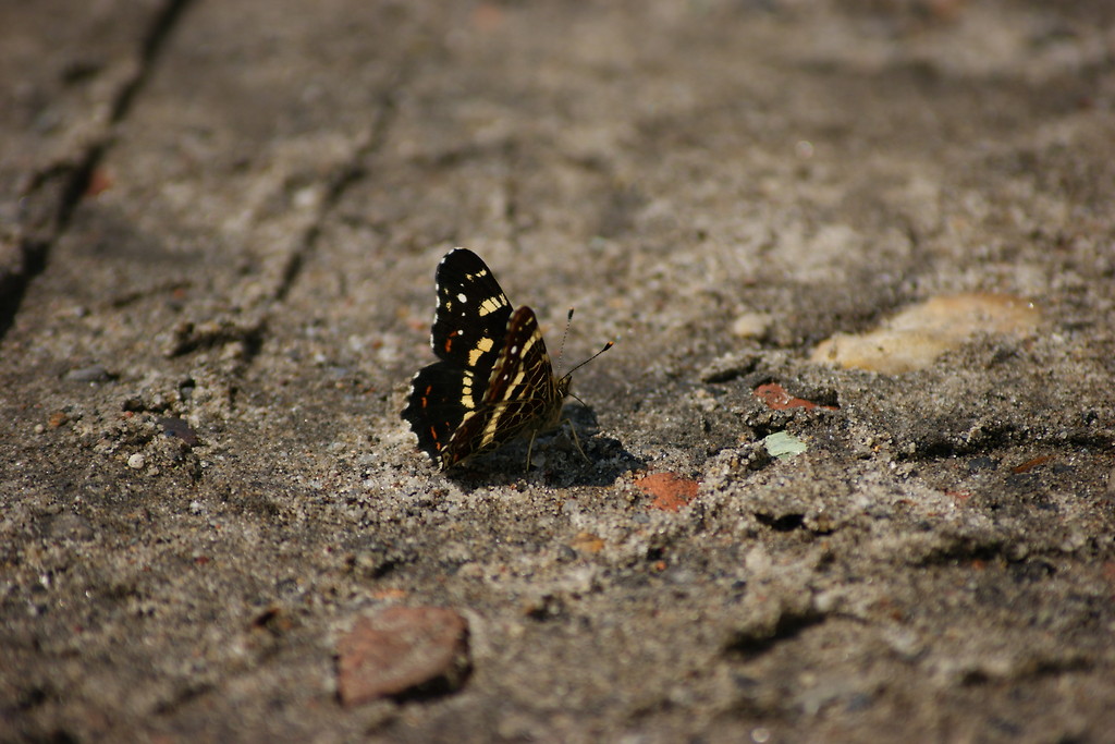 Motylek. :) 