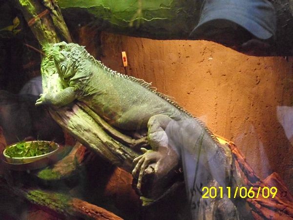 Kameleon..