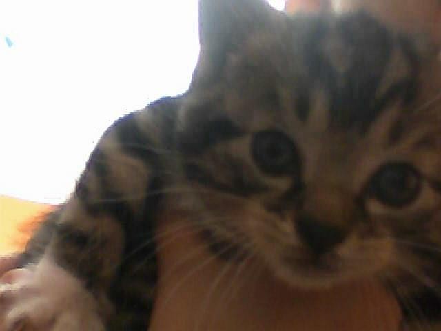 Koteecek : *