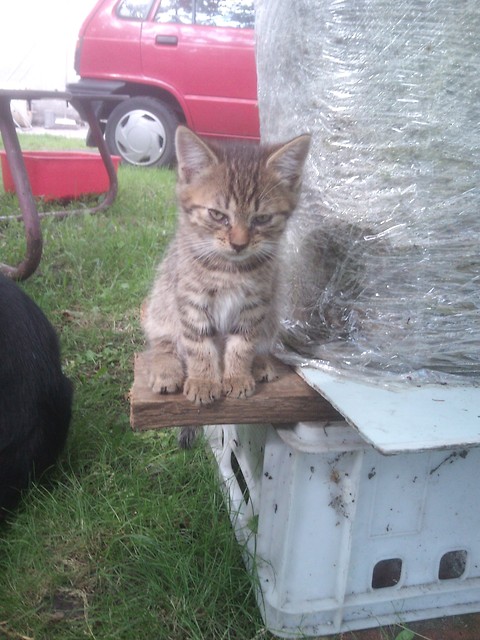 Milu