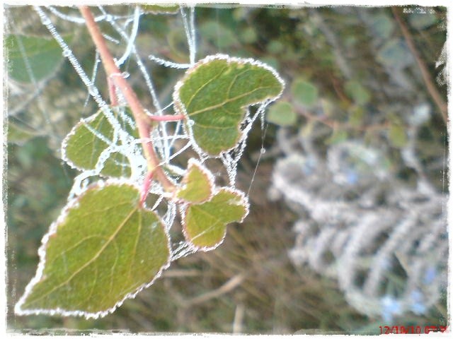 'Wiersz'